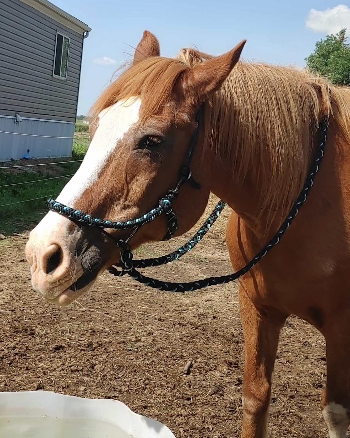 CUSTOM BELLO Bitless - Create your own!